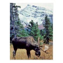 Pâturage des orignaux de Taureau Cartes Postales