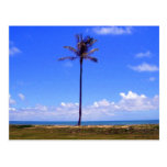 Paume solitaire cartes postales