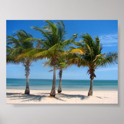 Paumes de Key Biscayne Posters