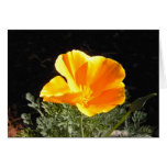 Pavot de Californie en fleur Cartes De Vœux
