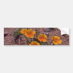 Pavot de Californie, fleurs de rouge de l'Arizona Autocollant Pour Voiture