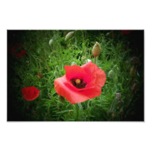 Pavot Photographie
