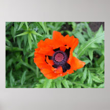 Pavot Poster