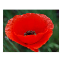 Pavot rouge et signification cartes postales