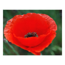Pavot rouge et signification invitations personnalisées