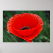 Pavot rouge et signification posters