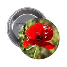 Pavot rouge (rhoeas de pavot) badge