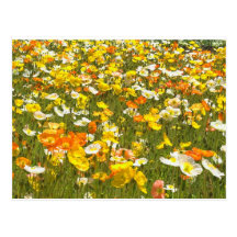 Pavots Carte Postale