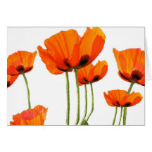 Pavots ! cartes de vœux