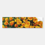 Pavots de Californie en fleur, Lancaster, la Calif Autocollant Pour Voiture