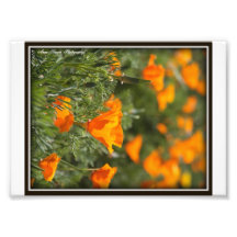 Pavots de Californie Photos D’art