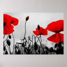Pavots rouges dans la copie d'affiche de champ