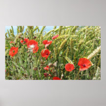 pavots sauvages posters