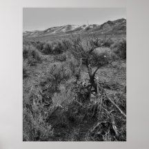 Paysage de désert posters