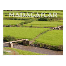 Paysage de rizières à Madagascar Carte Postale