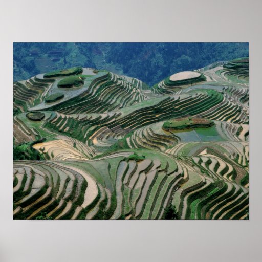Paysage des terrasses de riz dans la montagne, posters