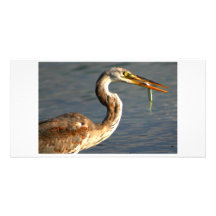 Pêche de héron cartes avec photo