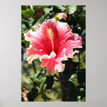 Pêche et affiche rose de ketmie