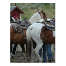 Peignez la queue de cheval carte postale