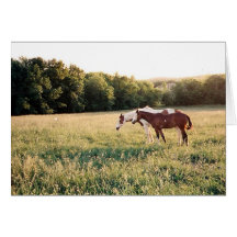 Peignez les chevaux dans le pâturage carte de vœux