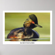 Peinture de portrait d'oiseau de canard noir poster