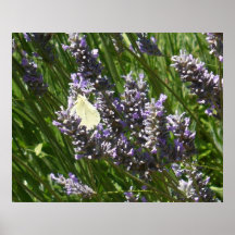 Peinture d'essence de lavande de papillon et affiches