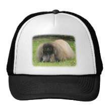 Pekingese 9Y218D-016 Casquettes