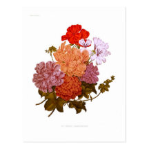 pélargonium Lierre-leaved Carte Postale