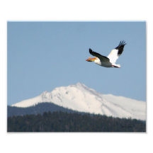 Pélican au-dessus des Rocheuses Photographes