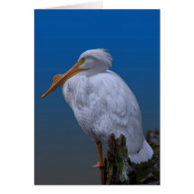 Pélican blanc américain à l'eau carte de vœux