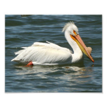 Pélican blanc américain dans les Rocheuses 8x10 Photographes