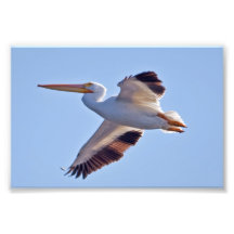 Pélican blanc américain photographies d’art
