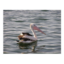 pélican cartes postales