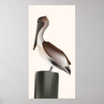 Pélican de Brown Poster