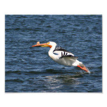 Pélican effectuant le vol  tirage photo