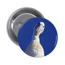 Pélican regardant vers le bas vous badge avec épingle