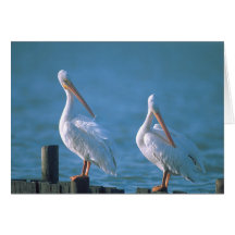 Pélicans blancs américains cartes