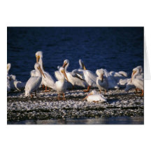Pélicans blancs cartes de vœux