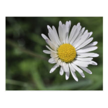 Perennis de Bellis Carte Postale