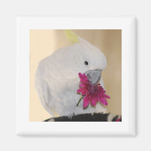 Perroquet avec He m'aime qu'il m'aime pas Aimants