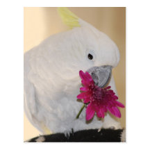 Perroquet avec He m'aime qu'il m'aime pas Carte Postale