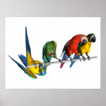 Perroquet d'ara posters