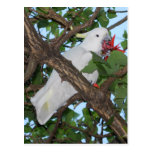 Perroquet de cacatoès blanc sauvage cartes postales