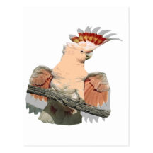 PERROQUET FIER.png Carte Postale