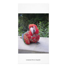 Perroquet seul, Ecquador Cartes De Vœux Avec Photo