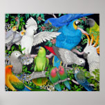 Perroquets d'animal familier de l'affiche du monde