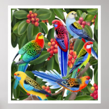 Perroquets de Rosella dans la copie de figuier Posters