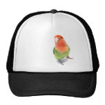 Perruche sur le blanc casquettes de camionneur