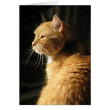 Perte d'animal familier… cartes de vœux