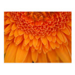 Pétale de fleur - carte postale